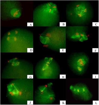 Meiotic Spindle Formation Following Inhibition of First Polar Body Formation in the Zhikong Scallop (Chlamys farreri Jones et Preston)